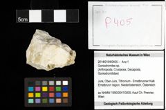 Foto (Objekt + Etiketten) von Goniodromites sp. 